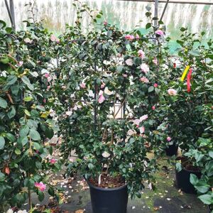 Camellia sasanqua WHITE/PINK 100-125 cm